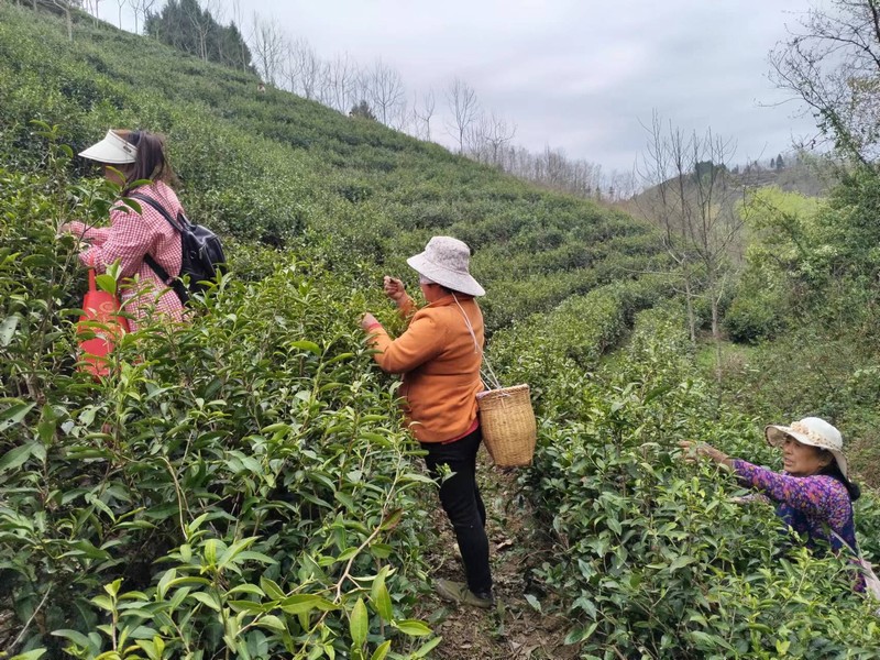 陜煤建設定點幫扶村：春茶采摘忙，茶香促振興